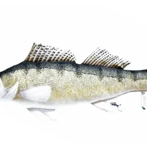 Polštář Candát obecný 75 cm - Pouze dnes