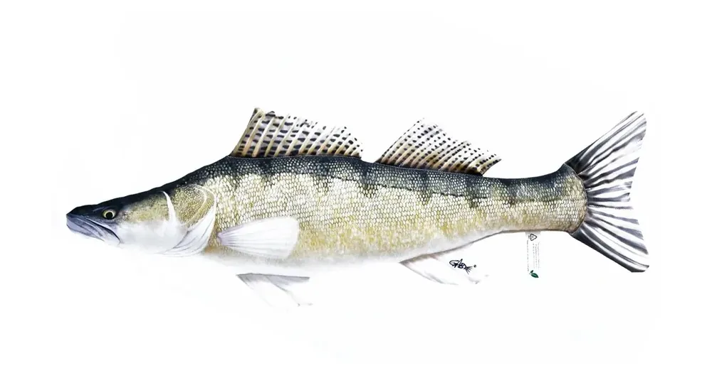 Polštář Candát obecný 75 cm - Pouze dnes