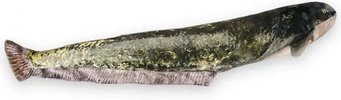 Snížená cena | Polštář BeCare Sumec Velikost XL 120cm